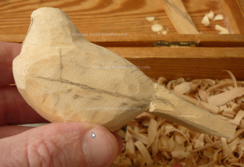 Blue tit back feather line.