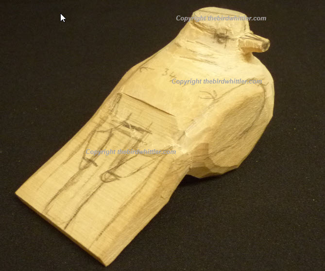 Image shows reference lines on the blue tit's body.