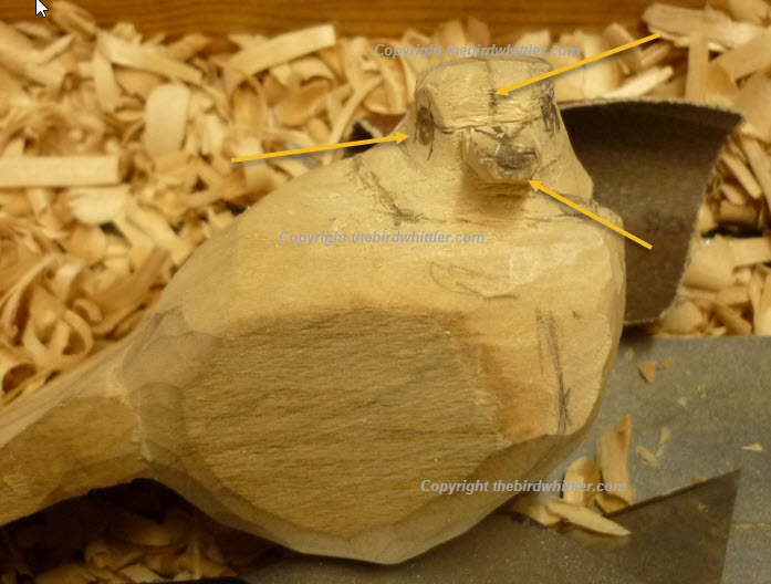 Image show you the reference line on the blue tit head.