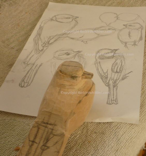 Rough sketches of the Blue Tit.