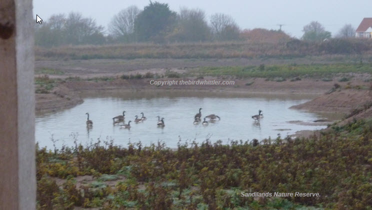 Canada Geese in front of the Sandilands hide.