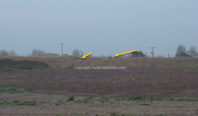 Deer trying to escape over the barbed wire.