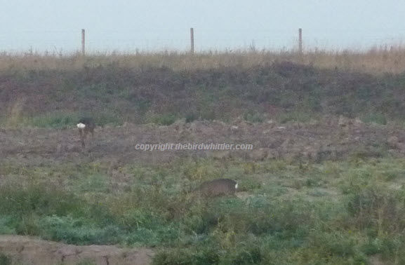 Lets hope I see the deer again tomorrow.