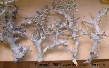  myrrh branches on the bird whittler bench