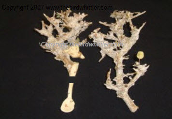 one option and that was to dowel then together