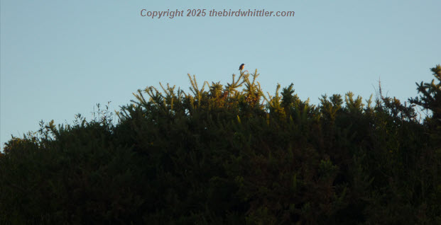 Stonechat early morning.