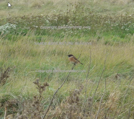 Love watching to this beautiful bird which I see most mornings.